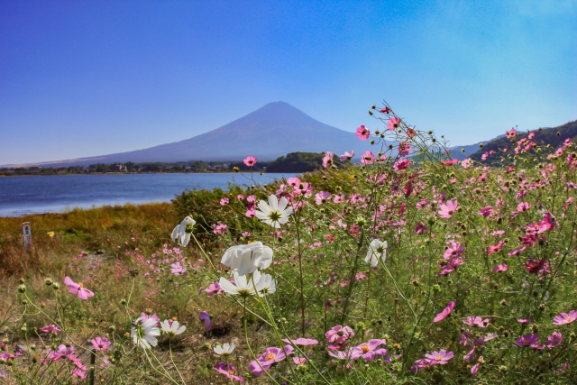 大石公園の富士山とコスモス